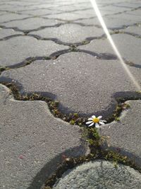 High angle view of white flower on street