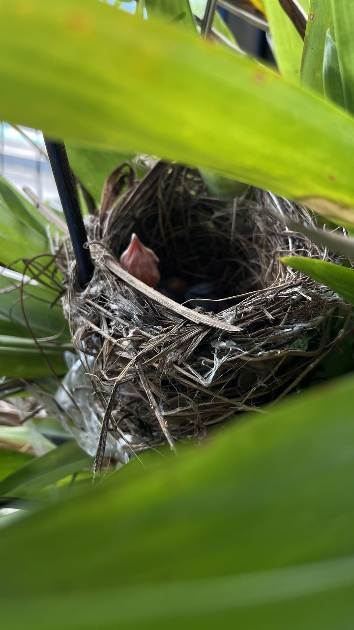 nest, bird nest, animal nest, bird, green, plant, nature, animal themes, plant part, leaf, animal, animal wildlife, branch, grass, tree, no people, wildlife, selective focus, day, outdoors, beginnings, close-up, young animal, growth