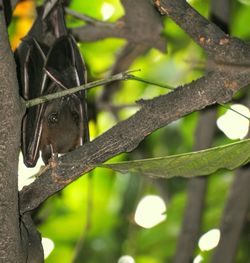 Close-up of insect on branch