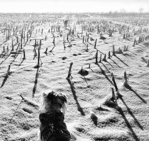 Shadow of birds on sand on field against sky