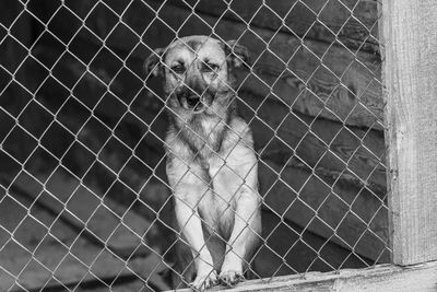 Portrait of dog looking through fence