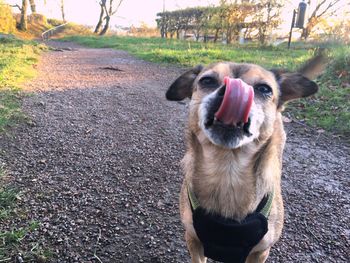 Portrait of dog sticking out tongue