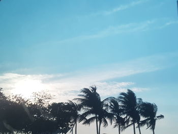 Low angle view of palm trees against sky