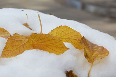 Close-up of snow covered tree