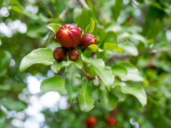 Close-up of red berries on tree