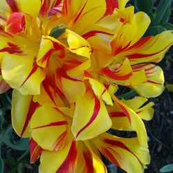 Close-up of yellow flower