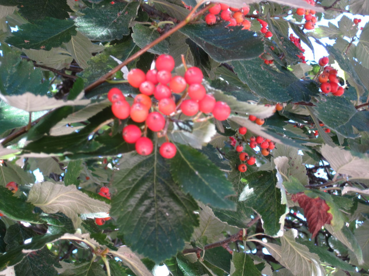 CLOSE-UP OF BERRIES ON TREE