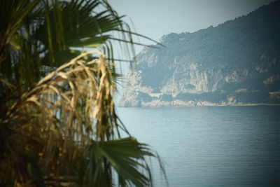 Palm tree by sea against sky