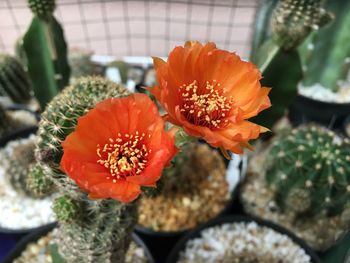 Close-up of orange flower