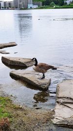 View of birds in lake