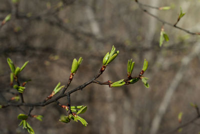 Close-up of flower buds growing on tree