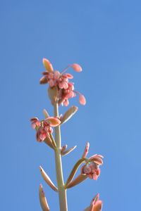 Low angle view of flowering plant against blue sky