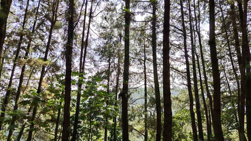 Low angle view of bamboo trees in forest