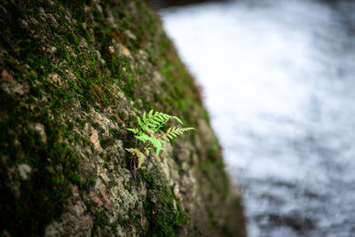 Close-up of moss growing on rock