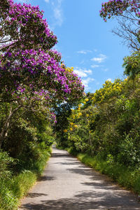 View of flowering plants by road against sky