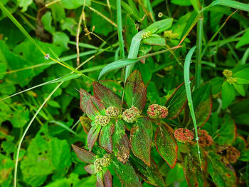 Close-up of flowering plant on field