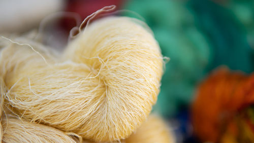 Close-up of a rabbit