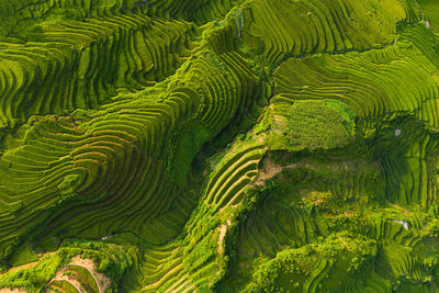 Full frame shot of terraced field