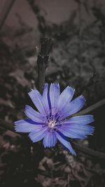 Close-up of purple flowers blooming