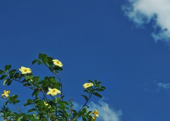 Low angle view of yellow flowers