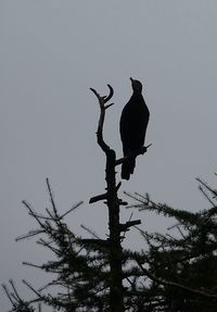 Low angle view of eagle perching on tree