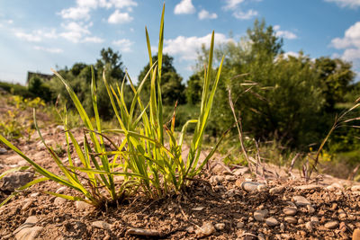 Close-up of crops growing on field against sky