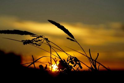 Scenic view of sunset
