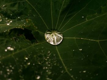 Close-up of spider web on leaf