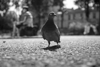 Close-up of pigeon perching on street