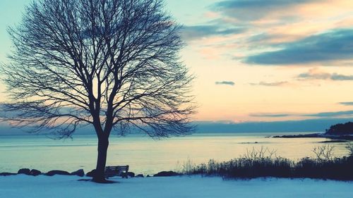 Bare trees on snow covered landscape