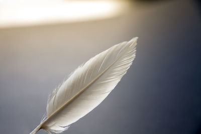 Close-up of feather against the sky