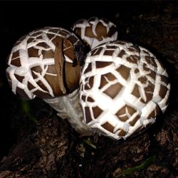 Close-up view of eggs