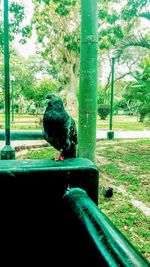 Bird perching on a tree