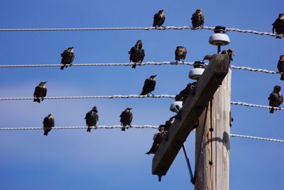 Low angle view of birds perching on cable against sky