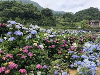 Pink flowering plants in park against sky