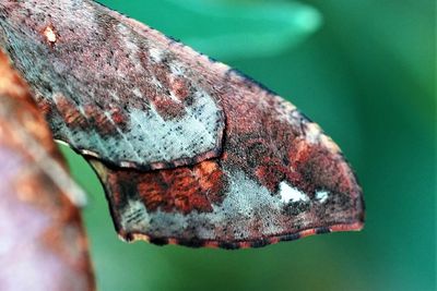 Close-up of butterfly on rusty metal