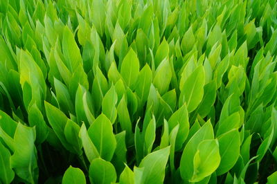 Full frame shot of fresh green field