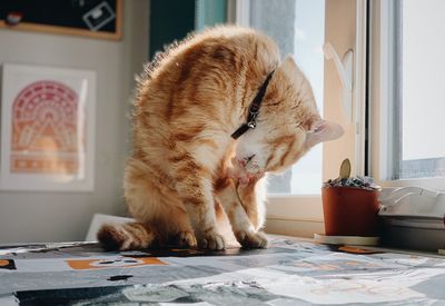 Cat sitting on table at home