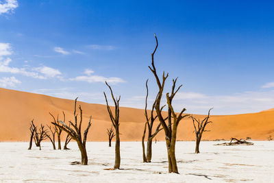 Dead trees on sand against blue sky