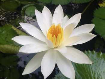 Close-up of lotus water lily in pond