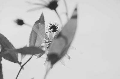 Close-up of flowers against blurred background