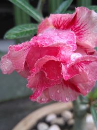 Close-up of wet pink hibiscus blooming outdoors