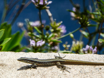 Close-up of lizard on rock