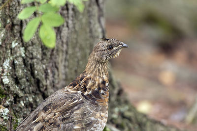 Ruffed grouse in the boundary waters near thunder point