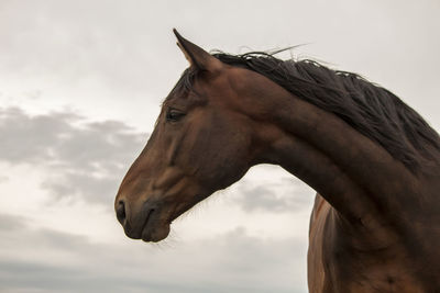 Low angle view of horse against sky