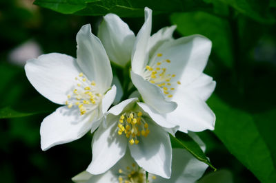 Close-up of white flower