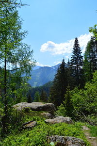 Scenic view of trees and mountains against sky