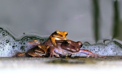 Close-up of frog on floor