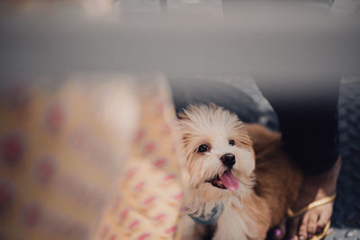 Close-up portrait of dog