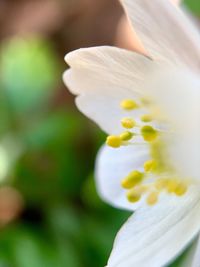 Close-up of white flowering plant